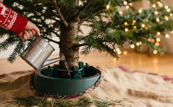 Person watering a Christmas tree base with a metal can in a festive holiday living room setting