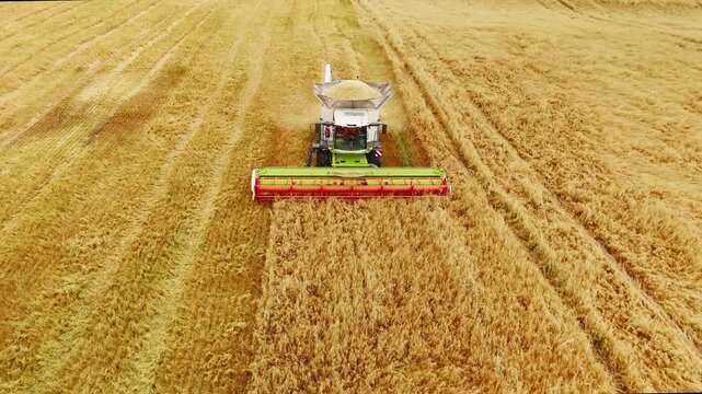 Golden wheat sways under harvesters' advance. Machinery cuts rows, leaving neat, dusty trails behind. Sunlight glints off metal and grain, casting long shadows. Crops yield to machines