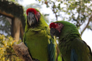 two parrots on a tree © Nature