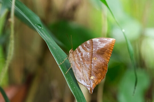 Zeuxidia masoni or The Burmese Saturn while perched on a leaf in the shade from Pang Sida National Park, Sa Kaeo Province, Thailand.