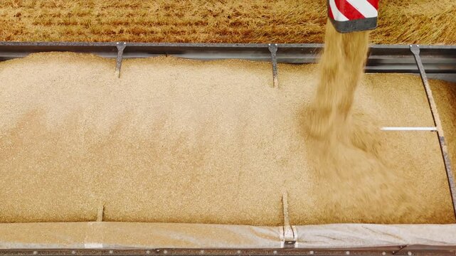 Golden grain flows into a large metal bin. Mechanical arms guide the harvest. Crops fill the storage container steadily. This scene captures the heart of modern agriculture