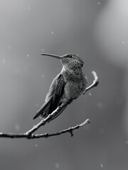 Naklejka premium hummingbird on a branch
