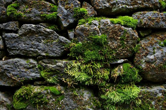 Closeup of a weathered stone wall covered in vibrant green moss and lichen