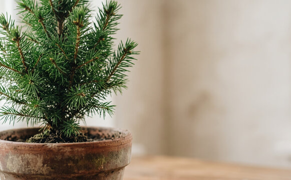 Small potted pine tree on a wooden table representing nature and home decor concept