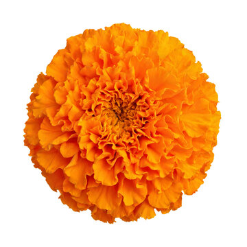 Vibrant Orange Marigold Flower Bloom with Detailed Layered Petals Isolated Transparent PNG Cutout