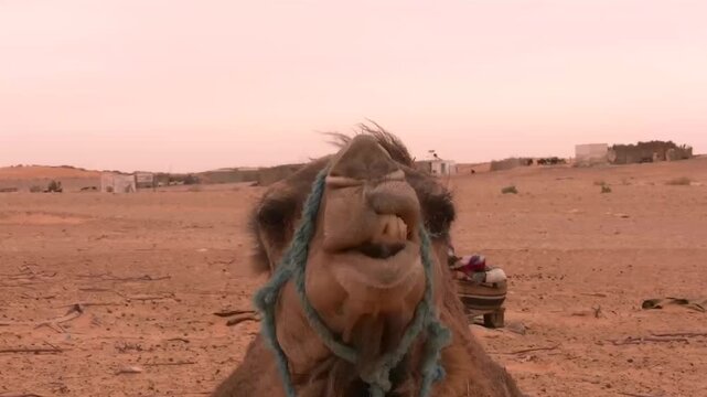 Dromedary camel chewing cud in arid desert landscape at dusk with distant low buildings and sparse vegetation