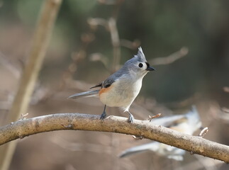 Tufted titmouse © Tongtong