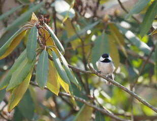 Black-capped Chickadee the angry bird © Tongtong