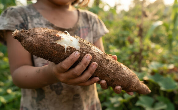 Young girl holding a freshly harvested raw cassava root in a field, representing sustainable agriculture and rural harvest
