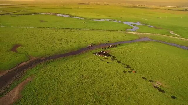Aerial drone shot of cattle grazing and walking across vast green pasture with meandering creek under golden-hour sunlight