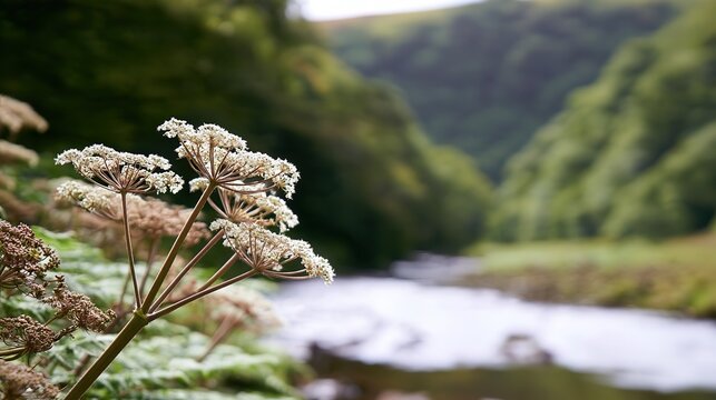 Cluster of blooming angelica flowers by a stream in a lush green valley, white umbels swaying, natural daylight, peaceful botanical scene for ads