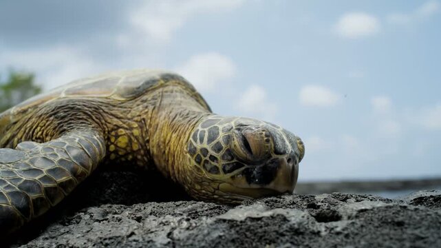 Close-up low-angle shot of a green sea turtle resting peacefully on dark volcanic rock along a coastal shoreline under a partly cloudy sky