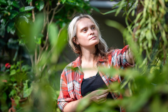 Positive thoughtful woman greenhouse worker observing and inspecting plants in winter garden, focused tranquil female plant nursery worker inspecting hanging plants on daily rounds in orangery.