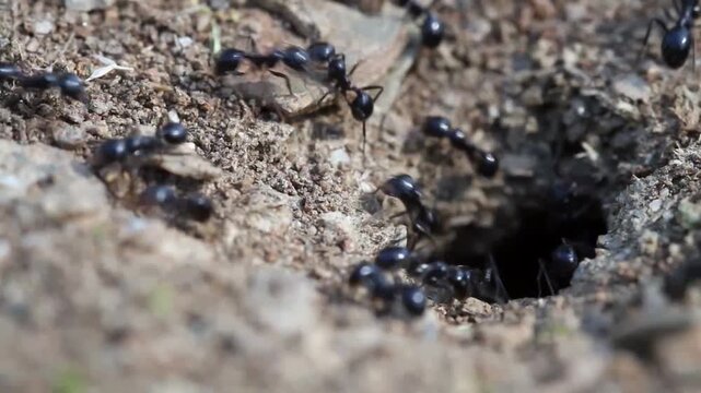 Close-up ground-level shot of black ants bustling in and out of a soil nest entrance, captured in natural daylight with shallow depth of field