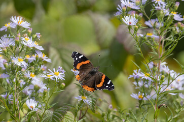 Red admiral butterfly Vanessa atalanta feeding on purple aster flowers in autumn garden © Arina B
