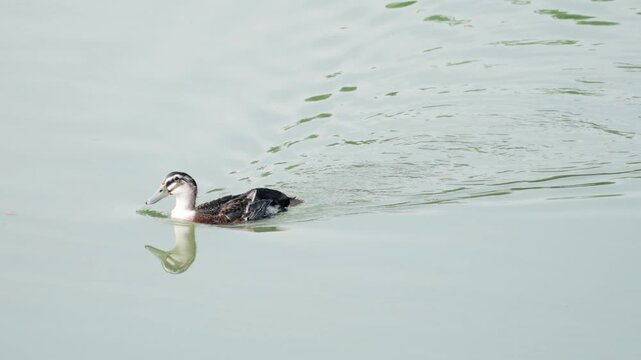 Grebe swimming on calm lake, China, Hangzhou