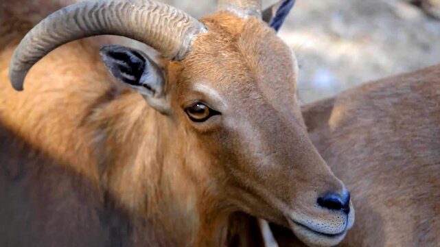 Close-up eye-level portrait of a Barbary sheep (aoudad) with prominent ridged horns and rich tan coat, standing alert in natural rocky habitat under soft daylight