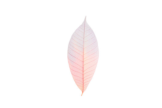 A skeleton leaf shows intricate patterns, isolated, PNG