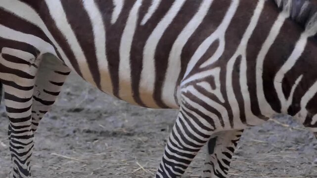 Close-up ground-level shot of two zebras grazing on dry earth in a naturalistic zoo enclosure, detailed black-and-white striping and calm feeding behavior captured in natural daylight