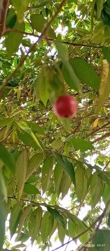 aRed Jamaican cherry fruit on tree branch, Muntingia calabura
