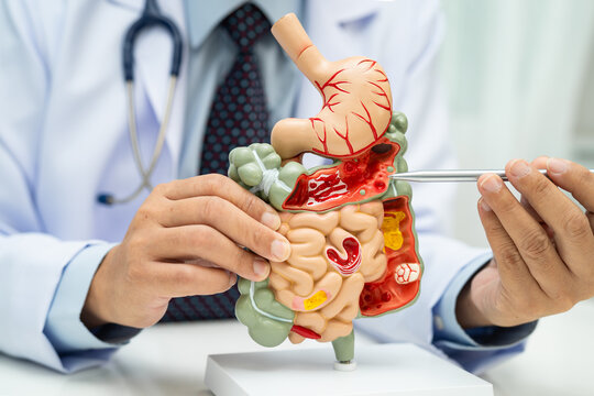 Digestive system with stomach and intestine, Asian doctor holding human anatomy model for study diagnosis and treatment in hospital.