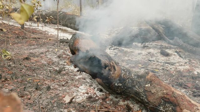 Smoking logs and deadfall from a large bushfire passing through remote Cape York, outback Australia. Clip 50