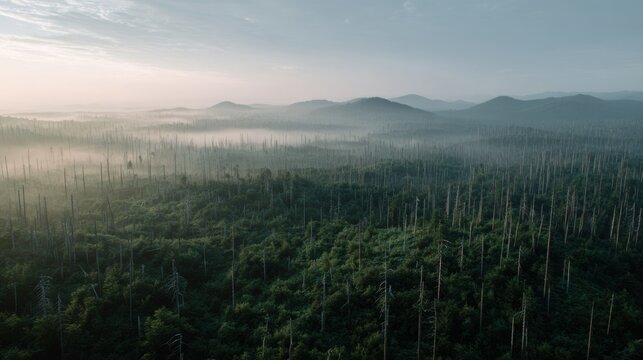 Standing dead trees rise above forest cover across a devastated area, with soft morning haze over distant hills and the surrounding landscape