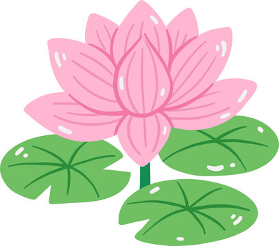Pink lotus flower water lily pond nature aquatic plant concept vector illustration
