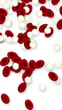 Vertical Animation of Red and White Blood Cells Falling on White Background