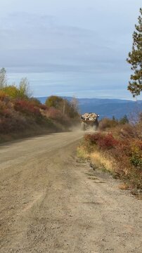 Vertical format video of an industrial truck driving away, downhill, with large rocks in its open load area. Off-road mountain area with autumn foliage on both sides of the path with dust in the air. 