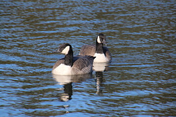 canada goose on the water © Michael Mamoon
