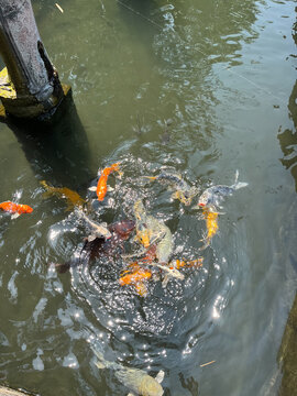 A vibrant school of colorful koi fish swimming in a pond with dappled sunlight reflecting on the water s surface near a stone pillar.