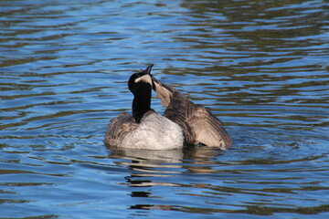 Canada goose swimming, William Hawrelak Park, Edmonton, Alberta © Michael Mamoon