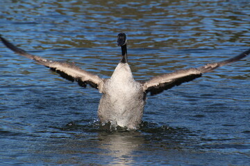 canada goose in the water © Michael Mamoon