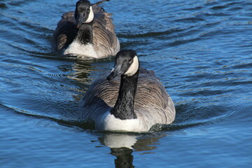 Pair Of Geese, William Hawrelak Park, Edmonton, Alberta © Michael Mamoon