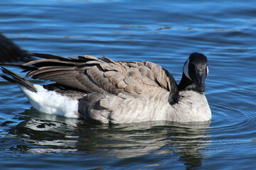 canada goose swimming in water © Michael Mamoon