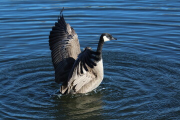 Goose Taking Off, William Hawrelak Park, Edmonton, Alberta © Michael Mamoon