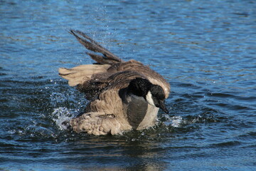Splash Of  The Goose, William Hawrelak Park, Edmonton, Alberta © Michael Mamoon