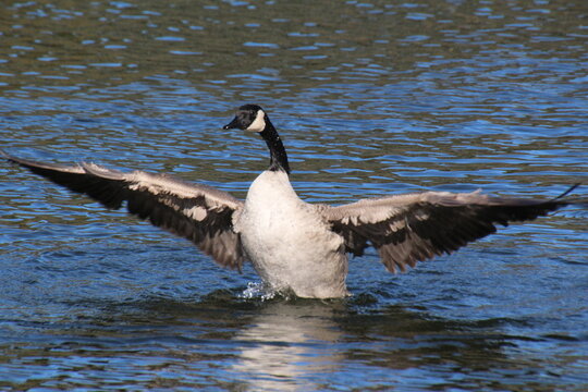 Goose Opening It's Wings, William Hawrelak Park, Edmonton, Alberta