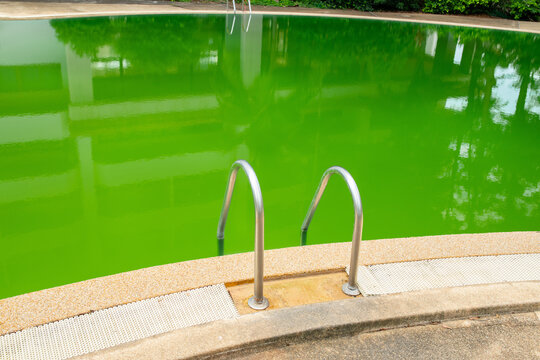 Metal ladder handrails at edge of dirty green swimming pool with algae bloom, murky water reflecting trees, neglected abandoned resort, cleaning and maintenance problem, copy space