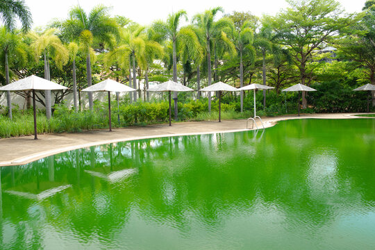 Abandoned tropical resort with green algae swimming pool, row of sun umbrellas and palm trees, neglected hotel garden with overgrown grass, deserted outdoor scene, ruined vacation