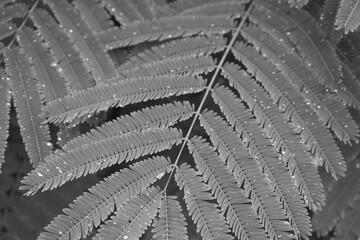 Black and white close-up of fern leaves with sparkling raindrops background. © MothelifeStudio