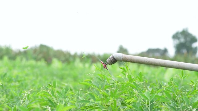 indian farmer or labor cutting pigeon pea crop with small cutter at agriculture field