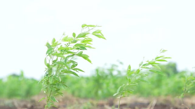 Green pigeon pea plant at agriculture field