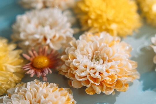 Cream chrysanthemum floating in focus among softly blurred flowers in pale blue water.