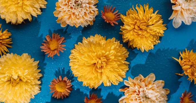 Yellow and cream chrysanthemums spaced across a blue background with small orange flowers.