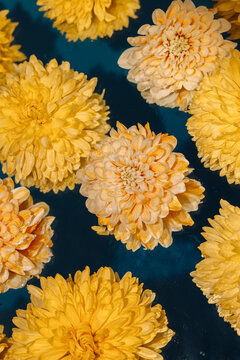 Yellow and cream chrysanthemums arranged on a dark blue mirror in a vertical composition.