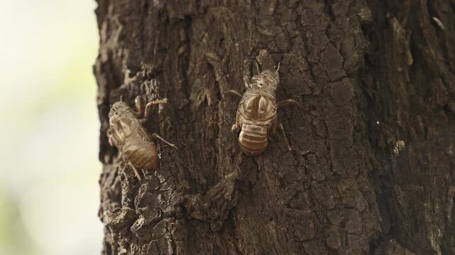 Macro close-up of an empty cicada shell attached to a tree trunk - Zoom In
