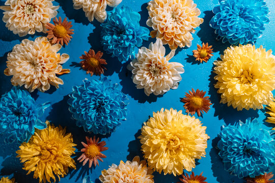 Scattered blue, cream and yellow chrysanthemums with small orange flowers on a wet surface.