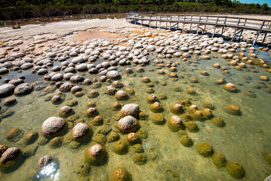 Lake Clifton Thrombolites - Western Australia